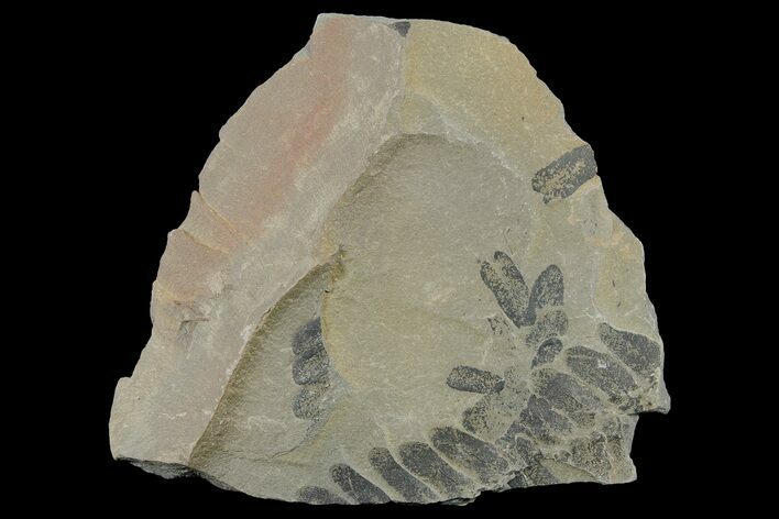 Pennsylvanian Fossil Fern (Macroneuropteris) Plate - Kentucky #181346